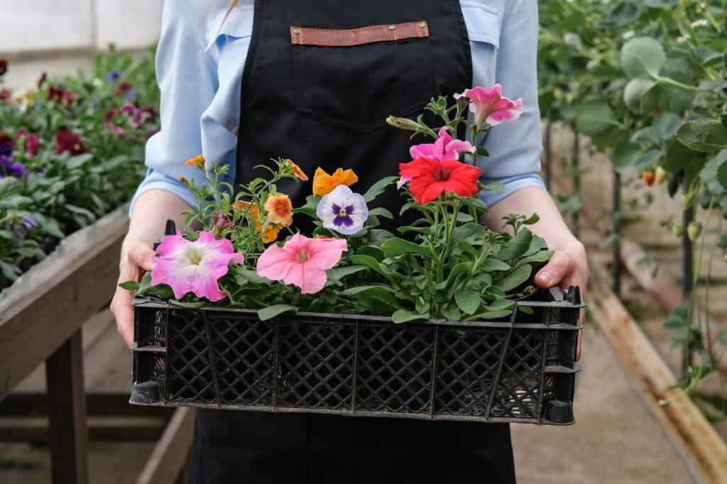 A young female gardener works in a large flower greenhouse. industrial horticulture